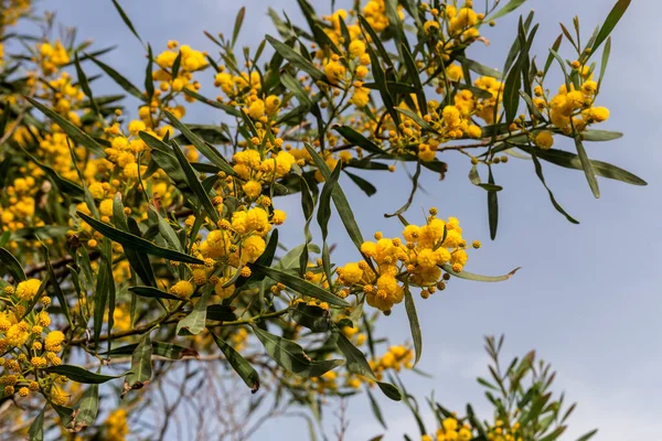 Цветки Ветви Мимозы Acacia Pycnantha Растут Цветут Парке Солнечный День — стоковое фото