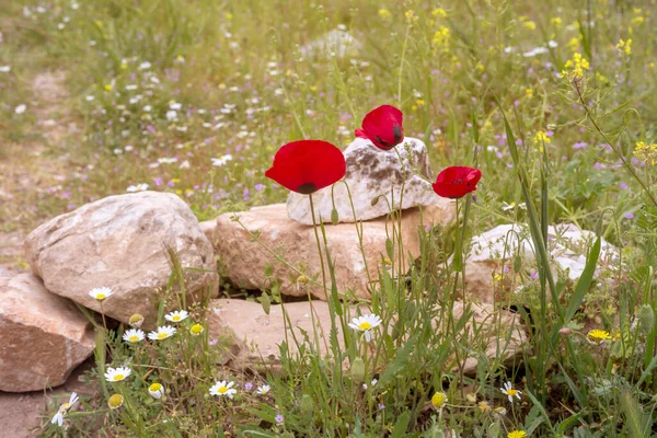 Papoula Vermelha Papaver Rhoeas Cresce Prado Dia Ensolarado Primavera Close — Fotografia de Stock