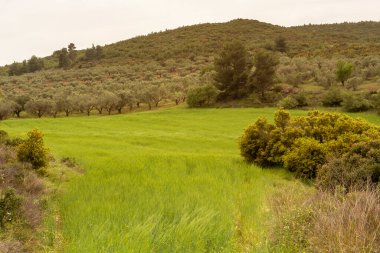 Tarım. Olgunlaşan yeşil buğdaylı bir tarla bulutlu, dağlarda ilkbahar günü.