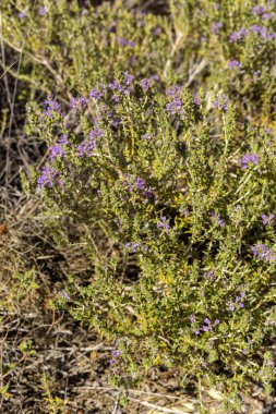 Yunanlı Flora. Pembe çiçekli (Satureja montan) yararlı, şifalı bir bitki. Güneşli bir yaz gününde çiçek açan bir baharat olarak kullanılır.