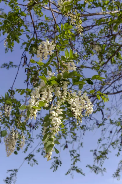 Ветви Красивого Нежного Дерева Акации Белыми Скоплениями Robinia Pseudoacacacia Крупным — стоковое фото