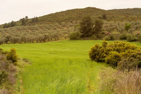 Agricultura Campo Com Amadurecimento Trigo Verde Dia Nublado Primavera Nas — Fotografia de Stock