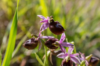 Güneşli bir bahar gününde doğal yaşam alanında büyüyen çiçeklerle birlikte nadir orkide (Ophrys ferrum-equinum).