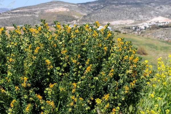 Plant Medicago Arborea Yellow Flowers Grows Mountains Sunny Spring Day — Stock Photo, Image