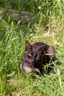 Bir bahar günü çimlerin üzerinde oturan, yeşil gözlü, tüylü, genç bir kedinin portresi.