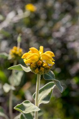 Bitki (Phlomis fruticosa), ilkbahar günü bir kayanın üzerinde büyür.
