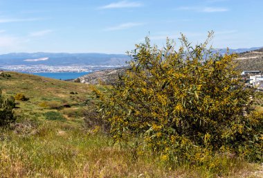 Mimosa çiçekleri ve dalları (Acacia pycnantha) güneşli bir günde parkın içinde büyür ve çiçek açar.