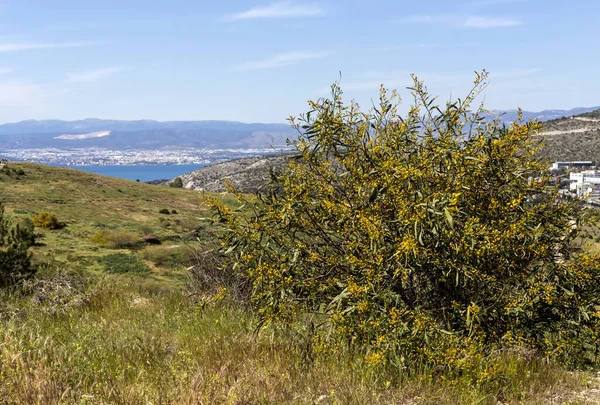 Mimosa çiçekleri ve dalları (Acacia pycnantha) güneşli bir günde parkın içinde büyür ve çiçek açar.