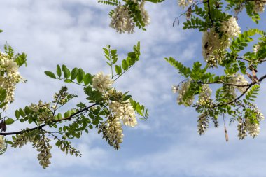 Güneşli bir bahar gününde mavi gökyüzüne karşı beyaz kümeli (Robinia psödoacia) güzel, narin bir akasya ağacının dalları.