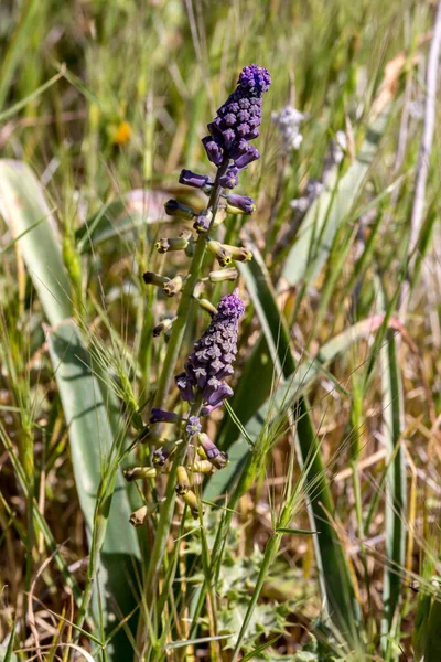 Una Pequeña Planta Muscari Comosum Crece Las Montañas Hábitat Natural — Foto de Stock