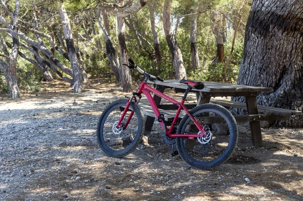 夏の晴れた日のクローズアップでは 松林のベンチの近くに自転車が停まっています — ストック写真