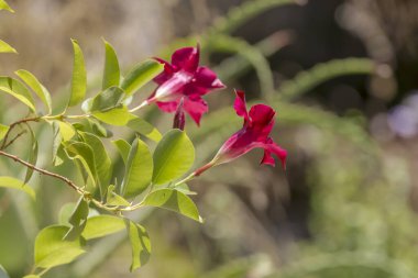 Kırmızı çiçekli bitki (Mandevilla), güneşli bir yaz gününde çiçek tarhında yetişir.