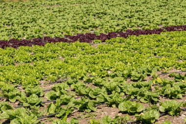 Tarım. Güneşli bir bahar gününde tarlada farklı türde marul yetişir.