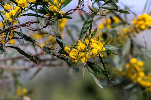 Цветки Ветви Мимозы Acacia Pycnantha Растут Цветут Парке Солнечный День — стоковое фото