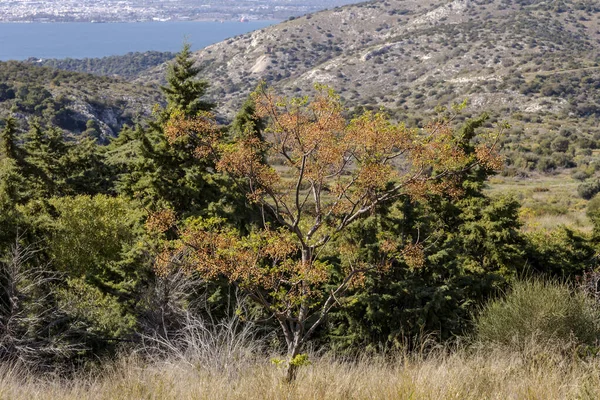 Mediterranean Flora Tree Melia Azedarach Fruits Background Mountains Close Spring — Stock Photo, Image
