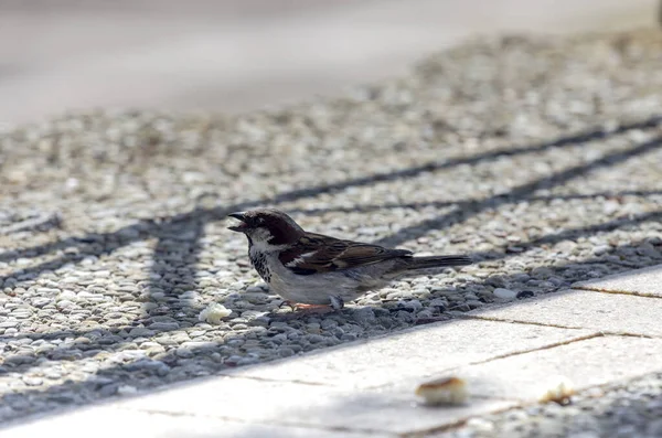 Vögel Stadtsperling Sitzt Auf Dem Gehweg Und Frisst Einem Frühlingstag — Stockfoto