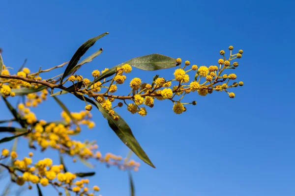 Flores Ramas Mimosa Acacia Pycnantha Creciendo Floreciendo Parque Día Soleado —  Fotos de Stock
