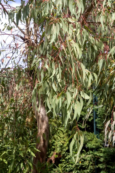 Gałęzie Użytecznego Uzdrawiającego Eukaliptusa Drzewa Bliska Rosną Słoneczny Wiosenny Dzień — Zdjęcie stockowe