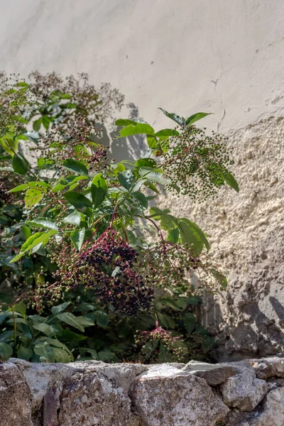 Полезное Лекарственное Растение Sambucus Nigra Ягодами Растет Созревает Саду Каменным — стоковое фото