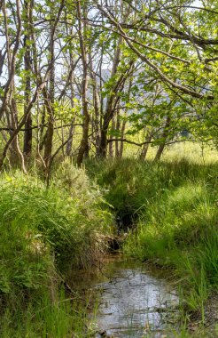 Güneşli bir yaz gününde, yüksek çimenlerin arasında bir dağ, soğuk, hızlı nehir akar (Yunanistan, Mora)).