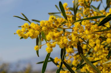 Mimosa çiçekleri ve dalları (Acacia pycnantha) güneşli bir günde parkın içinde büyür ve çiçek açar.