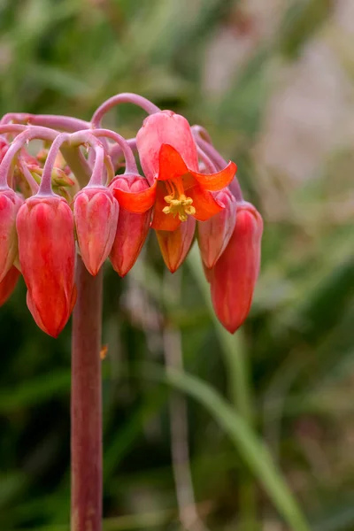 Суккуленты Красивое Сочное Растение Cotyledon Orbiculata Нежными Красными Цветами Растет — стоковое фото