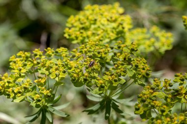 Yunanlı Flora. Vahşi, uzun, yeşil bitki (Euphorbia cyparissias) baharda, güneşli bir günde parkta büyür ve çiçek açar.