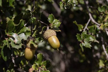 Kermes meşesi (Quercus coccifera) Akdeniz havzası için yerel bir yaprak dökmeyen çalı var. Meşe palamutları ve yaprakları detay.