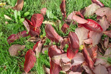 Sonbahar arkaplanı. Sonbahar parkında düşen, ıslak, kırmızı yapraklar güneşli havada yakın planda.