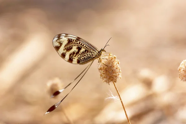 The butterfly closeup — Stock Photo, Image