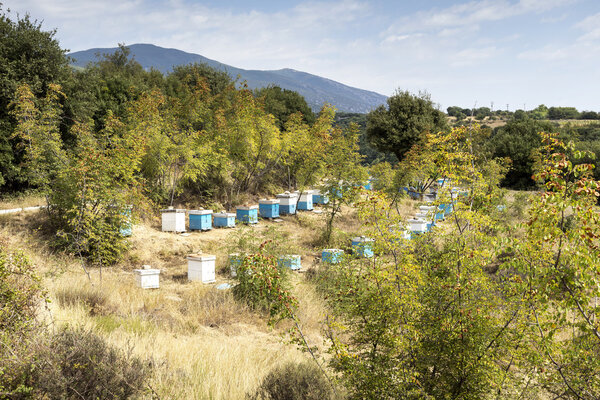 The apiary in the mountains