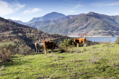 mera üzerinde ineklerin