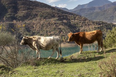 mera üzerinde ineklerin