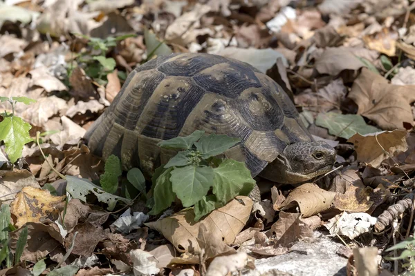 De schildpad close-up — Stockfoto