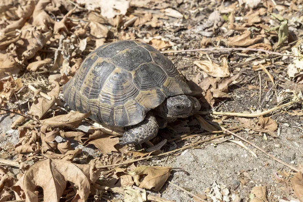 The tortoise closeup — Stock Image The tortoise closeup Royalty Free Stock Photos