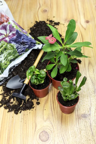 O transplante de plantas de interior — Fotografia de Stock