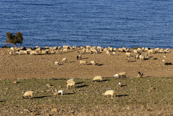 De schapen in de Wei — Stockfoto