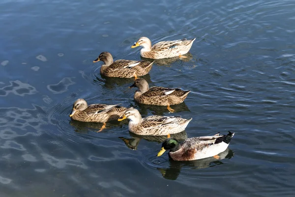 The floating wild duck — Stock Photo, Image