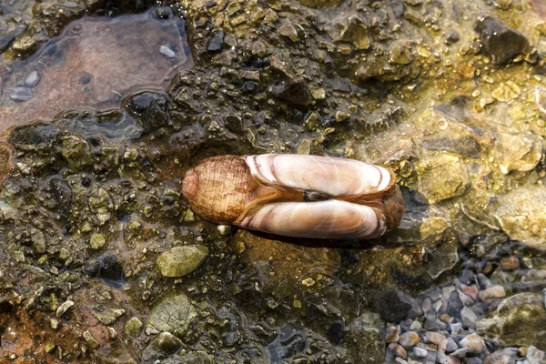 The bivalve closeup — Stock Photo, Image