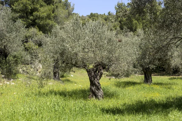 As oliveiras crescem nas montanhas — Fotografia de Stock