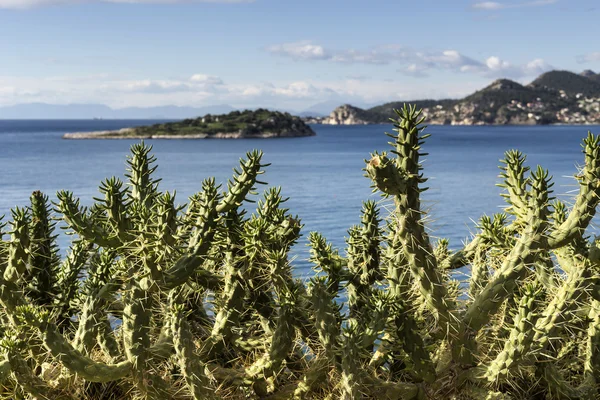 De cactus op de achtergrond van de zee — Stockfoto