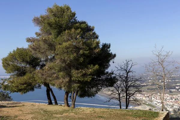 Pinheiros crescem sobre o precipício — Fotografia de Stock