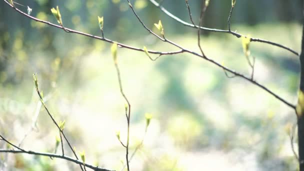 Brotes en un árbol joven. 4k — Vídeo de stock