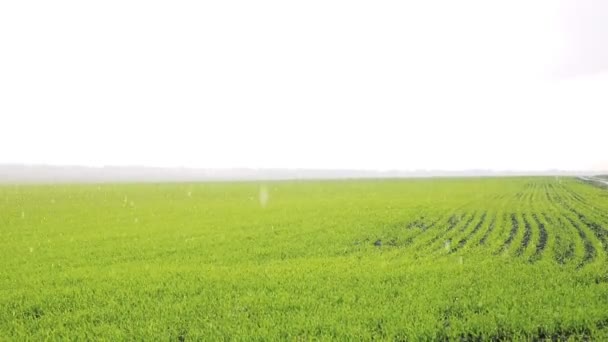 Background of shoots of winter wheat through bright rain — Stock Video