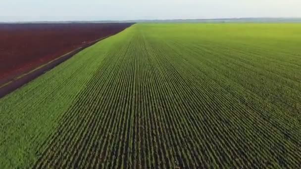 Pemandangan udara dari ladang hijau dengan gandum, tunas, bergerak cepat — Stok Video