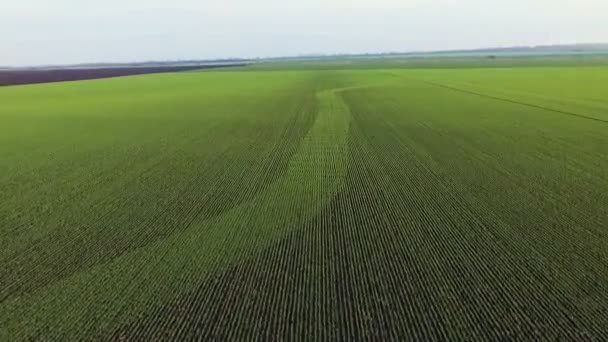 Вид з повітря на поля весняної пшениці — стокове відео