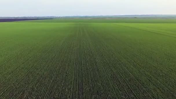 Αεροφωτογραφία των σιταριών πεδίων — Αρχείο Βίντεο