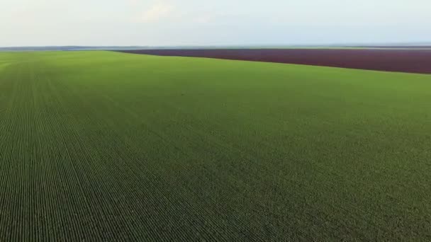 Vista aérea de los campos de trigo de primavera, paisaje verde — Vídeos de Stock