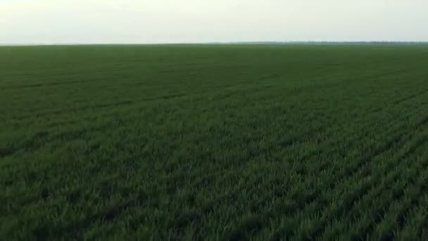Kış buğday, hareketli hızlı havadan görünümü — Stok video
