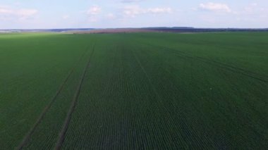 Hava harika manzarasını genç buğday alanlarında. 4k